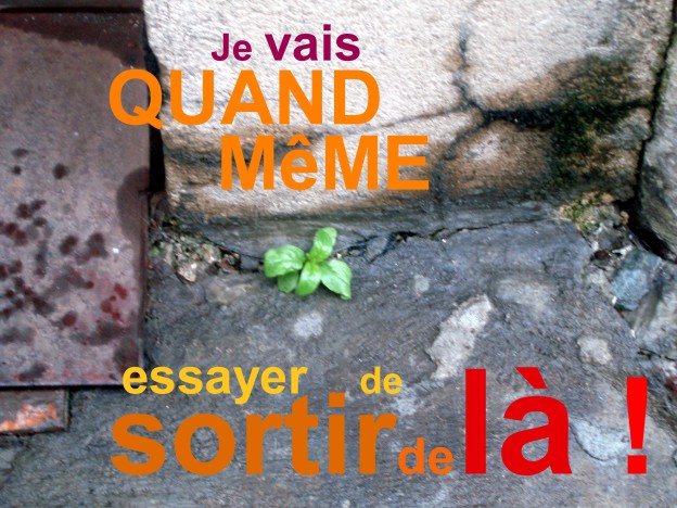 Plantations dans les rues Mercredi 11 novembre !