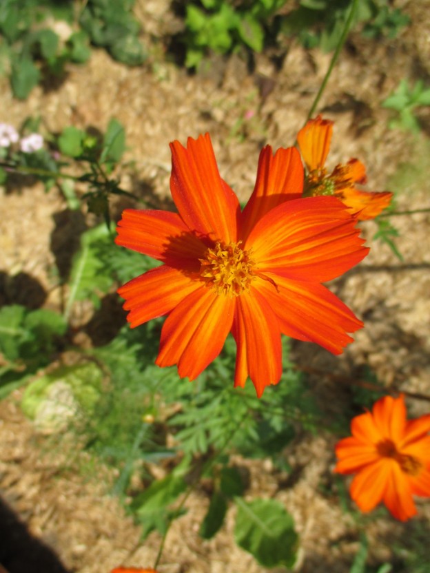 Journée au jardin samedi 25 février !