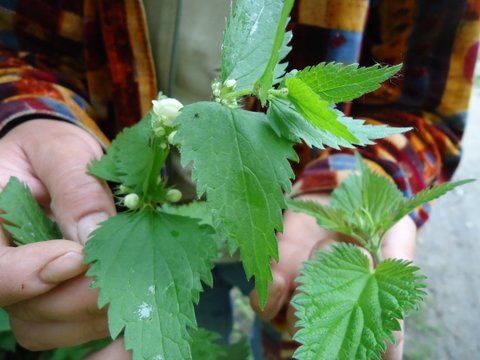 Formation plantes sauvages comestibles