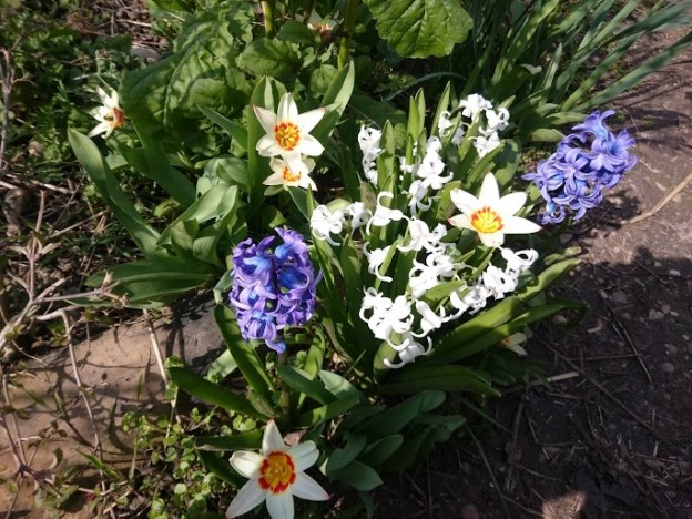 Jardinage demain Samedi 10 mars