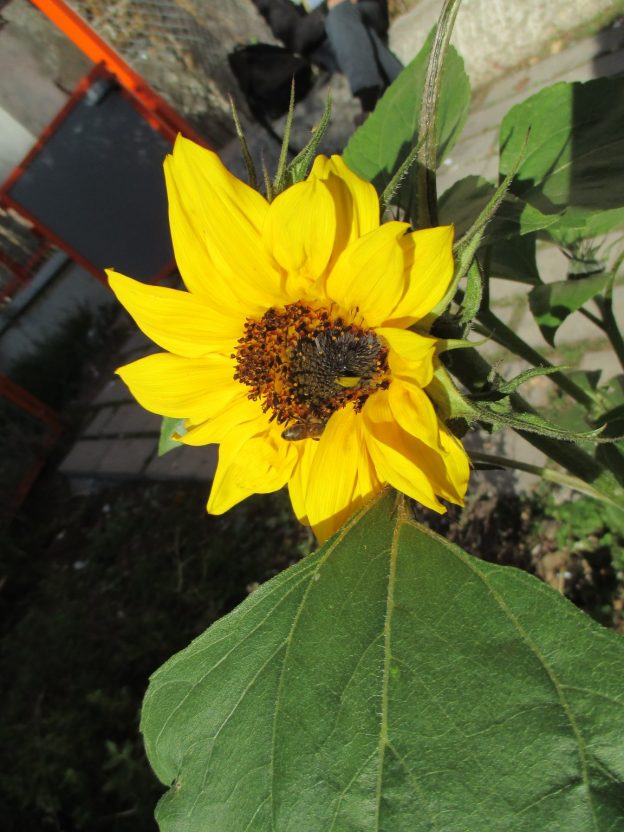 Café Histoire des jardins Samedi 8 juillet